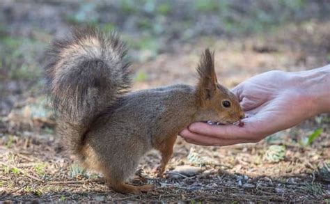 Do Squirrels Bite? 5 Causes, Treatment, and Prevention