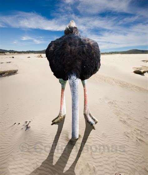 Ostrich head, Head in the sand, Ostriches