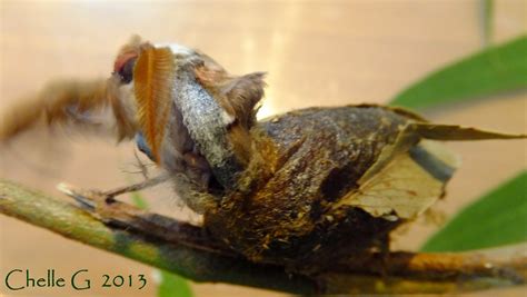 Last in Line...: Emperor Gum Moths - Cocoon to Hatching