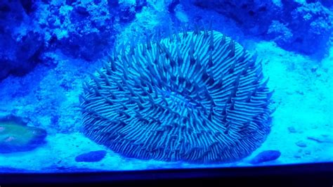 What does your plate coral look like? | Page 3 | REEF2REEF Saltwater and Reef Aquarium Forum