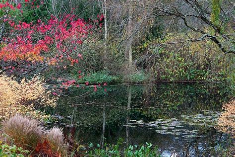 View our galleries from RHS Garden Rosemoor / RHS Gardening