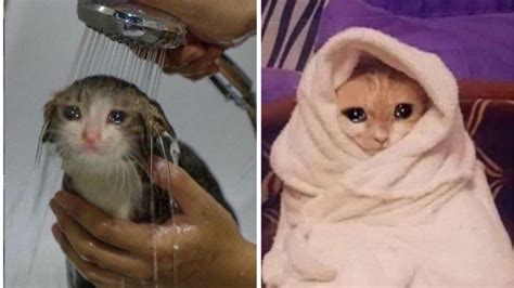 6 memes de gatitos tristes porque ya es lunes OTRA VEZ | Petlife