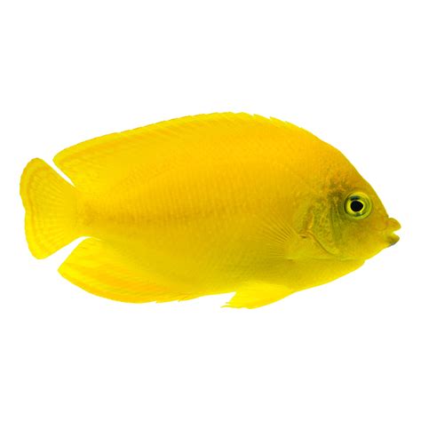 Yellow Angelfish For Sale | Petco