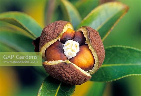 Camellia sinensis sh... stock photo by J S Sira, Image: 0086317