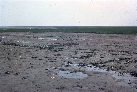 Free picture: mud, flat, wetlands