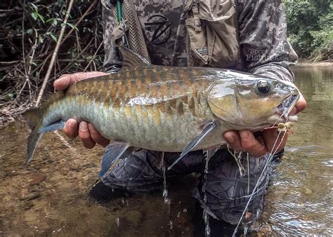 30in Thai Mahseer on the Fly - Fly Fishing Asia