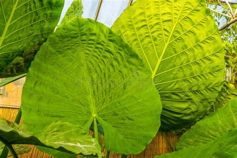 Giant Taro Leaves stock photo. Image of bulbous, botany - 6315790