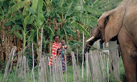 9 datos sorprendentes sobre los elefantes | Historias | Descubre WWF