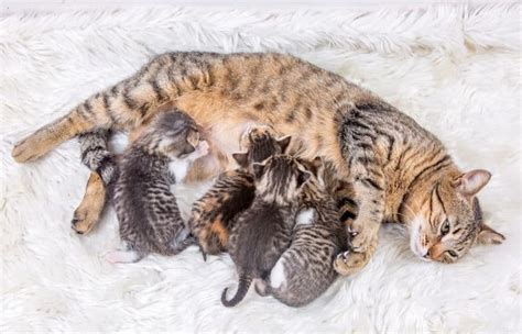 Can Cats Give Birth Days Apart – Timeline & Expectations! – FAQcats.com