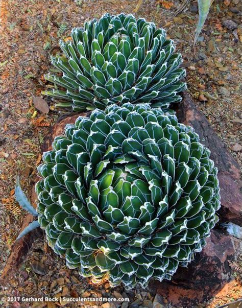 Succulents and More: Desert Botanical Garden, December 2016 (part 2 of ...