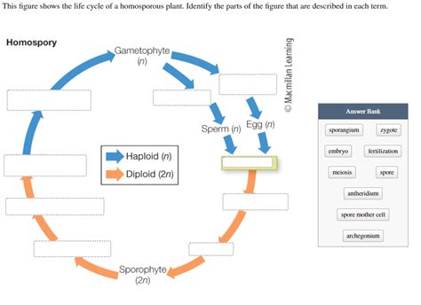 Solved This figure shows the life cycle of a homosporous | Chegg.com