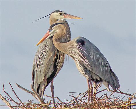 Blue Herons Nesting 1 Photograph by Lowell Monke