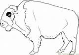 American Buffalo Coloring Page  Free Pages sketch template