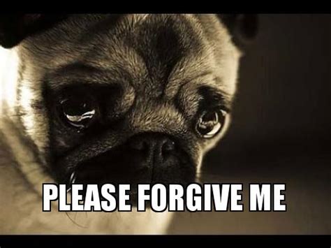 20 Forgive Me Memes That'll Show How Sorry You Are | SayingImages.com