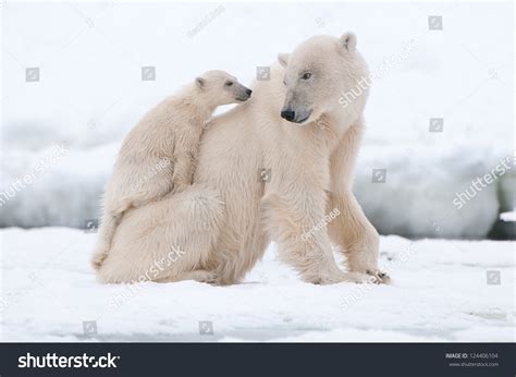 70,031 Bear Cub Royalty-Free Images, Stock Photos & Pictures | Shutterstock