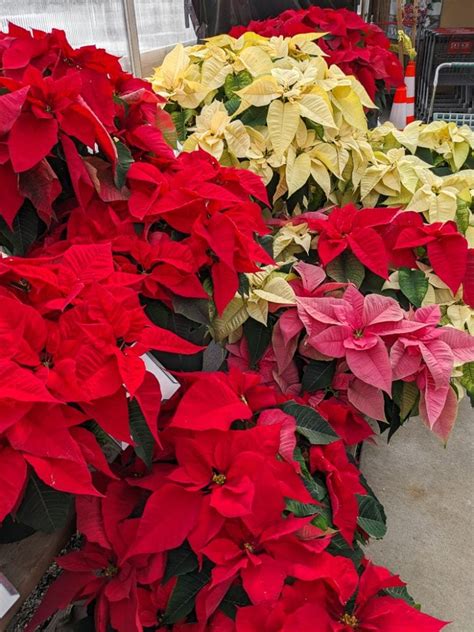 My poinsettia care guide & tips for keeping your plants healthy