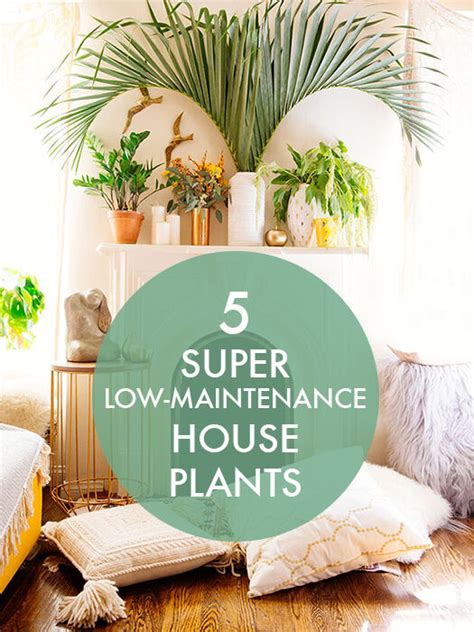 5 Super Low-Maintenance House Plants | eBay