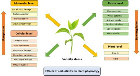 Effect of salinity on overall plant physiology. Salinity interacts with... | Download Scientific ...