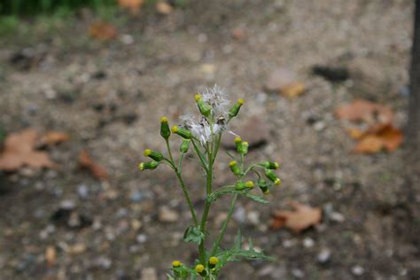 Common groundsel – Senecio vulgaris - Plant & Pest Diagnostics