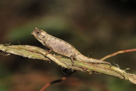 Newly Discovered "Nano-Chameleon" is the World's Smallest Reptile