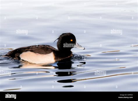 Male Tufted Duck Stock Photo - Alamy