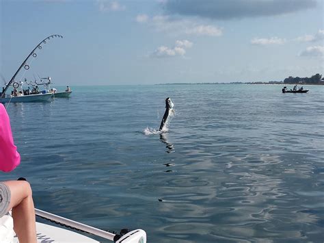 Tarpon Fishing Charters on the Gulf Coast of Florida