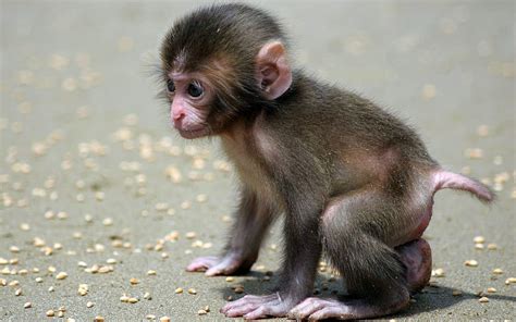 Baby Monkeys, Cute Baby Monkey HD wallpaper | Pxfuel