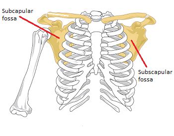 Fossa subscapularis || Med-koM