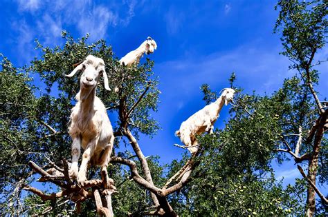 How Many Goats Are In The World? - A-Z Animals