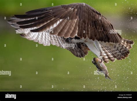 Osprey Catching a Fish Stock Photo - Alamy