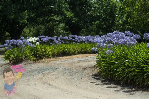 Agapanthus Baby Blue - Hello Hello Plants & Garden Supplies