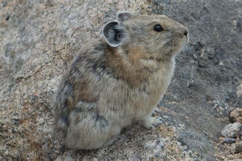 Fascinating Animals that live in Colorado