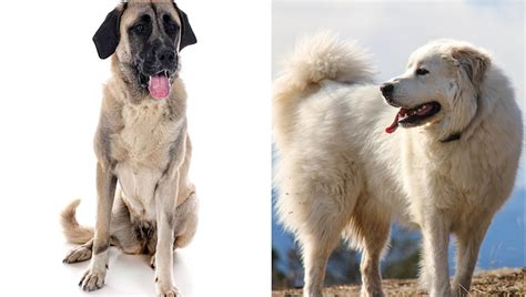 Anatolian Pyrenees Dog Breed Pictures, Characteristics, and Facts