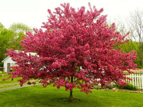 Pam's English Cottage Garden: Three Dwarf Trees for my Cottage Garden