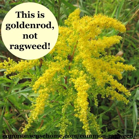 Common Ragweed - Tips to Beat Ragweed Season - Weekly Weeder #7