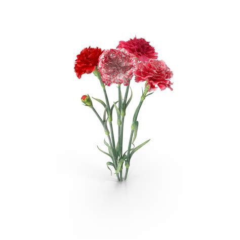 Carnation PNG Images & PSDs for Download | PixelSquid - S106038739