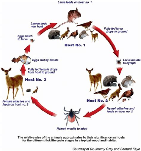 Deer Tick Life Cycle