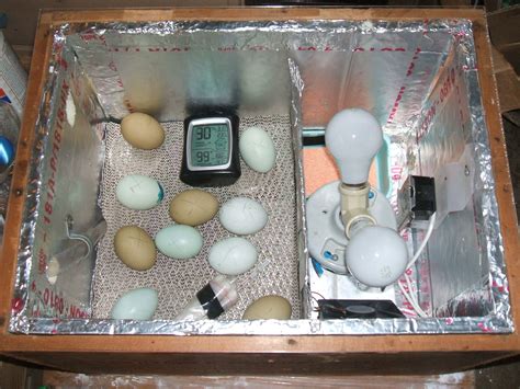 Dy-no-mite Incubator | Chickens backyard, Diy incubator, Raising chickens