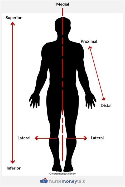 Proximal vs Distal (Examples, Diagram) - Nurse Money Talk