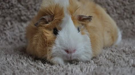 What Is the Best Guinea Pig Bedding: Ultimate Bedding Guide - Guinea Pig Tube