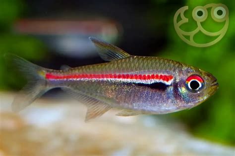 Red Tetra Fish