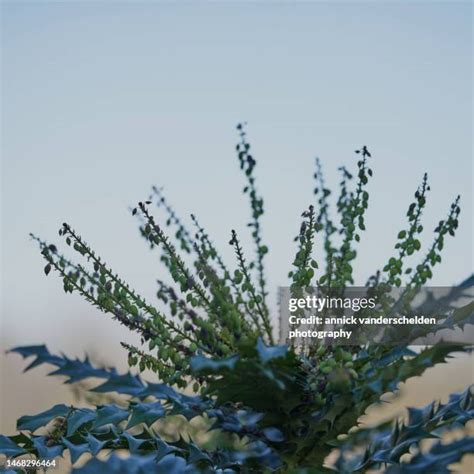 92 Oregon Grape Flower Stock Photos, High-Res Pictures, and Images - Getty Images