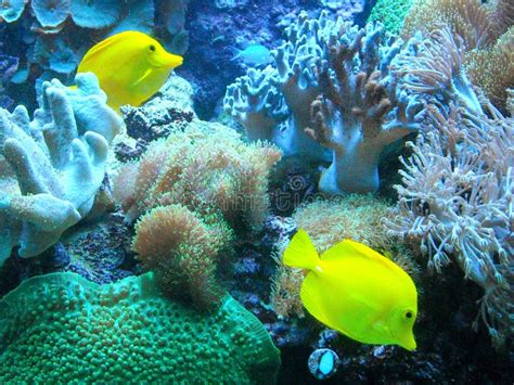 Aquarium with yellow fish stock image. Image of color - 299063729