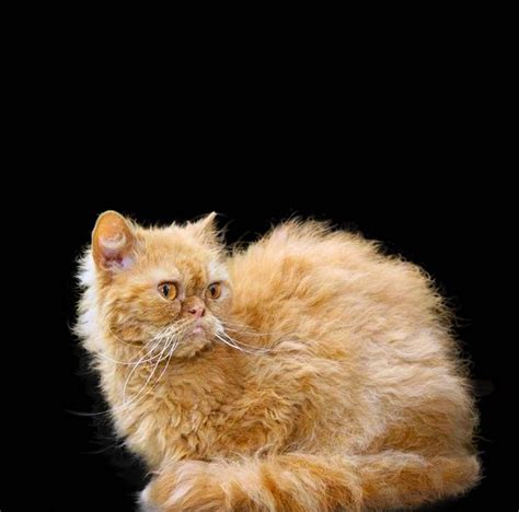 BOHEMIA REX aka CZECH CURLY CAT: Curly kittens discovered in pedigree ...