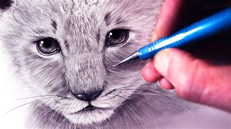 How to Draw a Lion Cub - YouTube