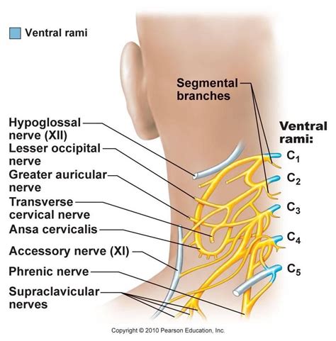 Cervical Plexus - C2 & C3 innervations | Plexus products, Nerve, Nerve ...