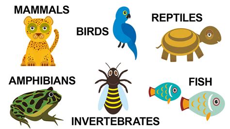 Basic Types of Animals and Their Characteristics | YourDictionary