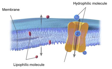 Define Lipophilic Pharmacology | Ownerlip.co