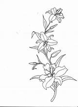 Stargazer Lily Drawing Sketch Coloring Page sketch template