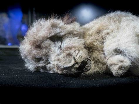 Stunning pictures of the world’s only uniquely preserved cave lion cubs as new secrets revealed ...